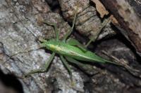 Meconema thalassinum