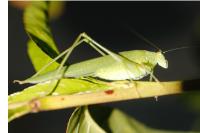 Phaneroptera nana