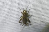 Eumodicogryllus bordigalensis