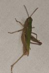 Chorthippus dorsatus