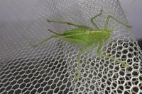 Meconema meridionale