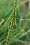 Ruspolia nitidula