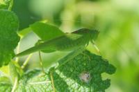 Phaneroptera nana