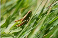 Pseudochorthippus parallelus
