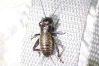 Gryllus campestris