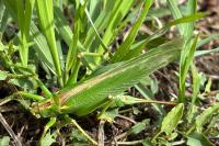 Tettigonia viridissima