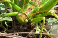 Tettigonia viridissima