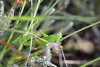 Ruspolia nitidula