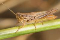 Euchorthippus declivus
