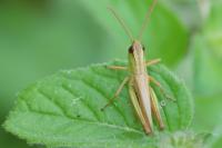 Pseudochorthippus parallelus