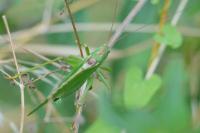 Tettigonia viridissima