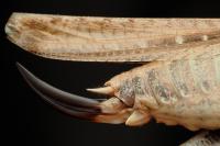 Platycleis intermedia