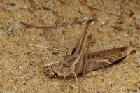 Platycleis intermedia