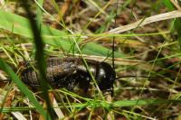 Gryllus campestris