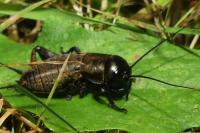 Gryllus campestris