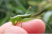 Conocephalus dorsalis