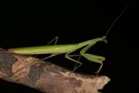 Mantis religiosa