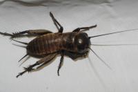 Gryllus campestris