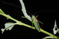 Leptophyes punctatissima