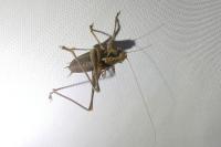 Pholidoptera griseoaptera