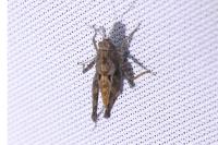 Tetrix undulata