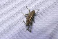 Tetrix undulata