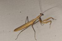 Mantis religiosa