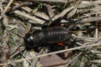 Gryllus campestris
