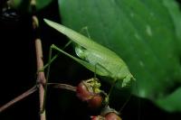 Phaneroptera nana