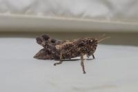 Pezotettix giornae