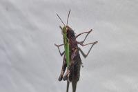 Omocestus rufipes