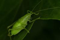 Cyrtaspis scutata