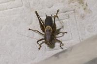 Pholidoptera griseoaptera