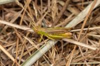 Pseudochorthippus parallelus