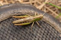 Pseudochorthippus parallelus