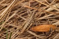 Pseudochorthippus parallelus