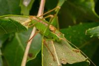 Leptophyes punctatissima
