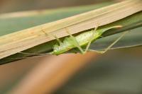 Meconema meridionale