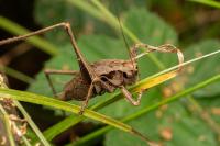 Pholidoptera griseoaptera
