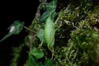 Cyrtaspis scutata