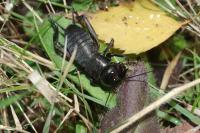 Gryllus campestris