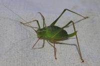 Leptophyes punctatissima