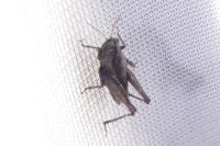 Tetrix undulata