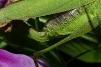 Phaneroptera nana