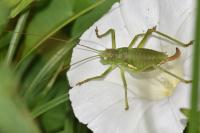 Uromenus rugosicollis