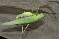 Phaneroptera nana