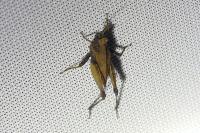Tetrix undulata