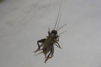 Eumodicogryllus bordigalensis