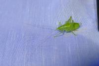 Cyrtaspis scutata