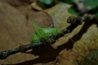 Cyrtaspis scutata